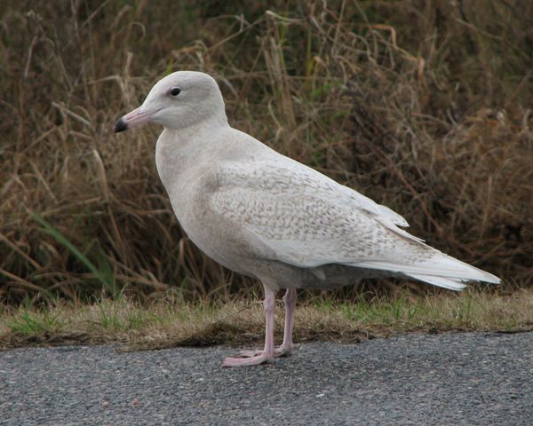 Glaucous Gull